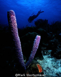 Off Exploring - Image taken in Bonaire with a Nikonos V, ... by Mark Westermeier 